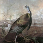 Audubon's Turkey Cock